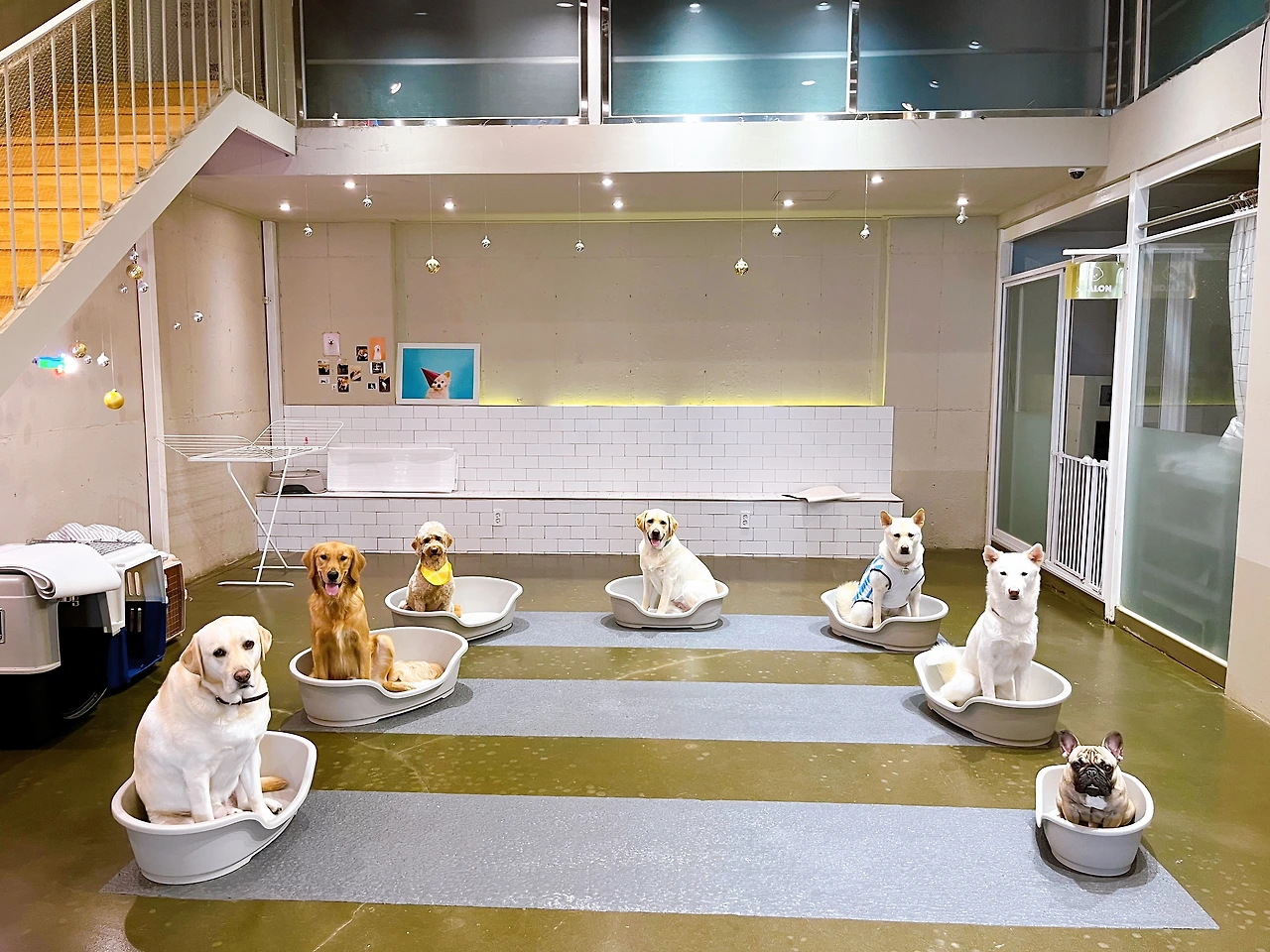 전주애견호텔 강아지놀아주기 고마워복실아17.jpeg