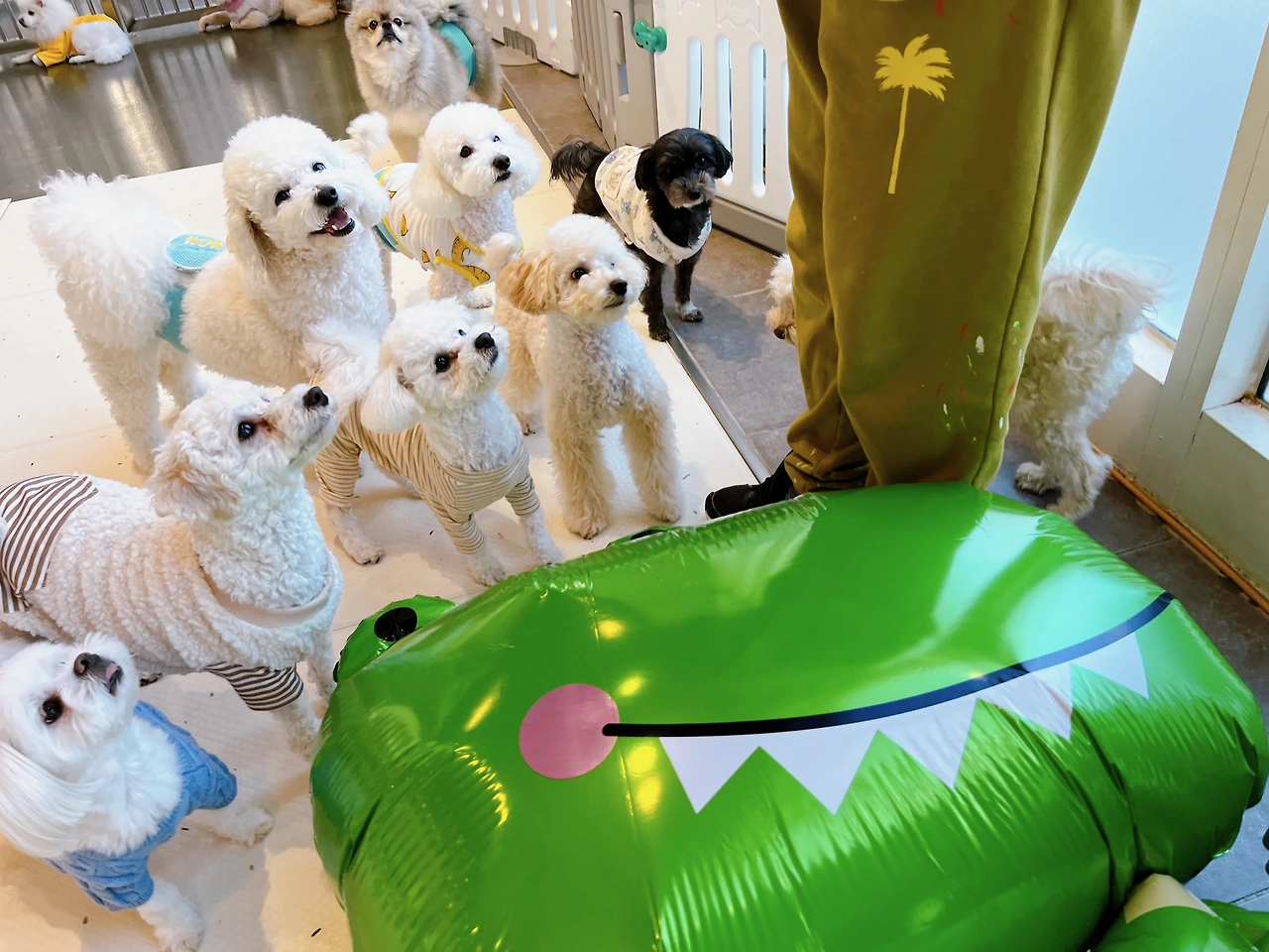 자동리드줄 장점과 단점 전주애견유치원18.jpeg