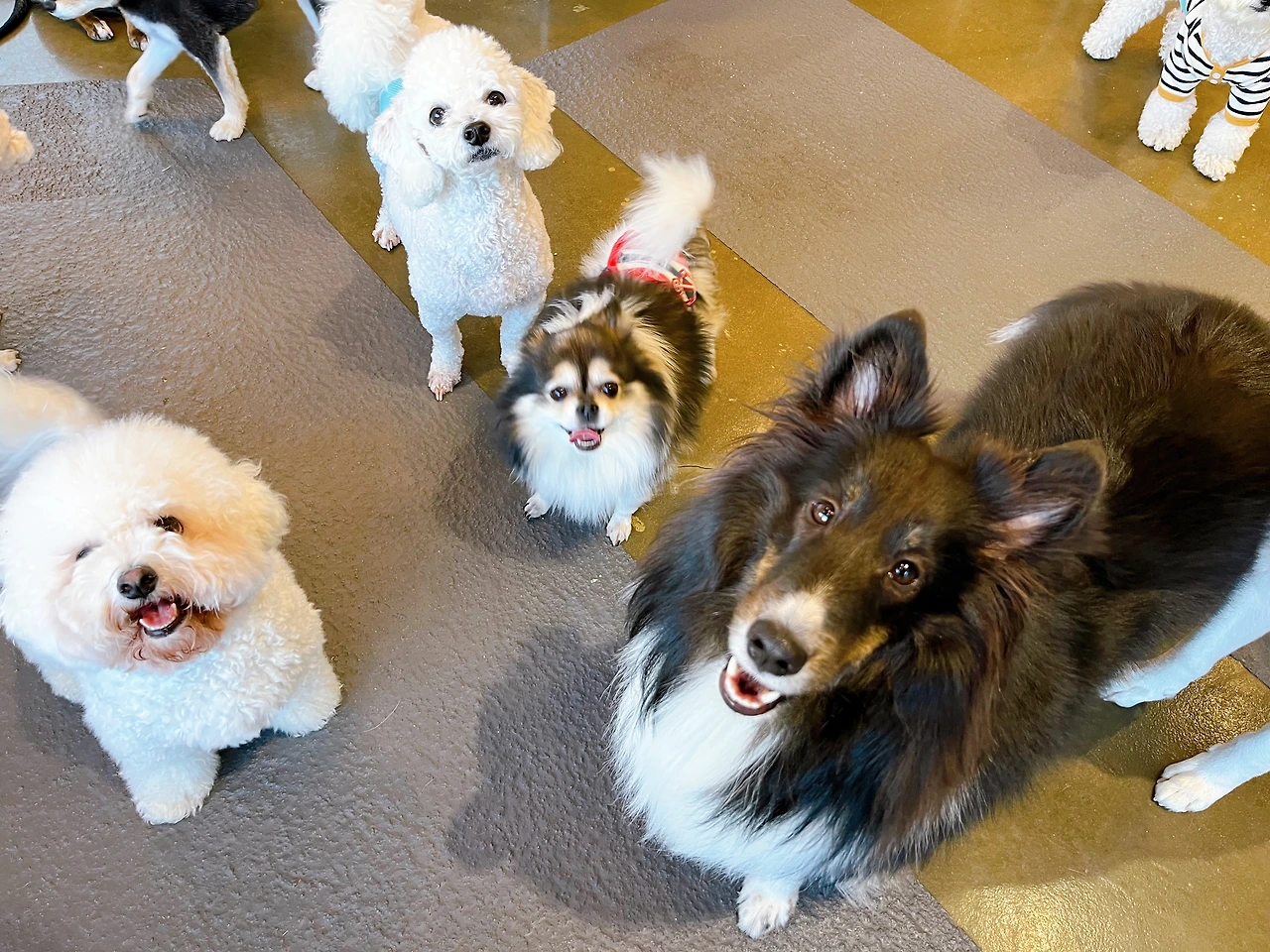 전주애견호텔 강아지호텔 고마워복실아 사회성 훈련15.jpeg