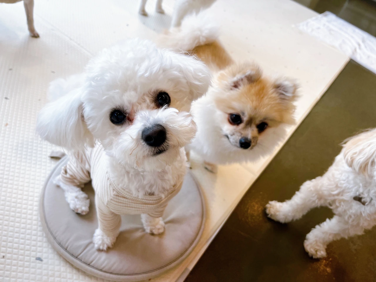 자동리드줄 장점과 단점 전주애견유치원8.jpeg