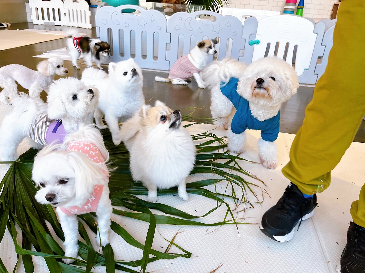 전주애견호텔 강아지호텔 고마워복실아 사회성 훈련26.jpeg