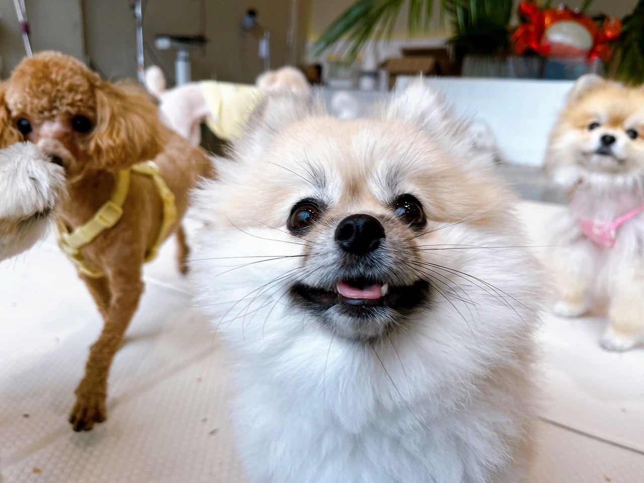 TV보고 짖는 강아지 전주애견호텔 교육 훈련 고마워복실아49.jpeg