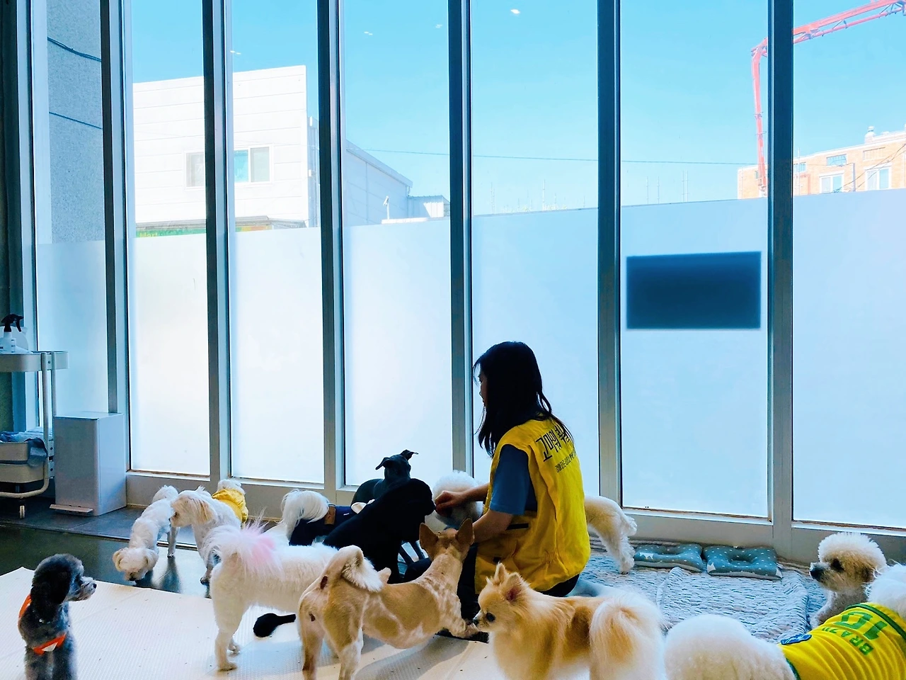 강아지 분리불안 해결법 교육 훈련 방법 전주애견유치원 송천동 에코시티37.jpeg