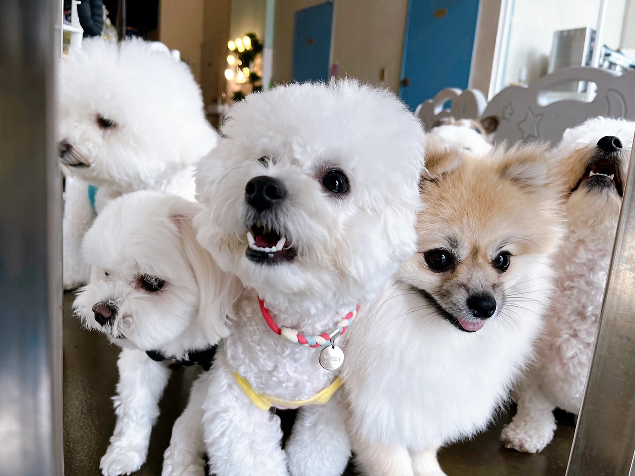 강아지 옷입히기 교육방법 전주애견호텔 훈련6.jpeg