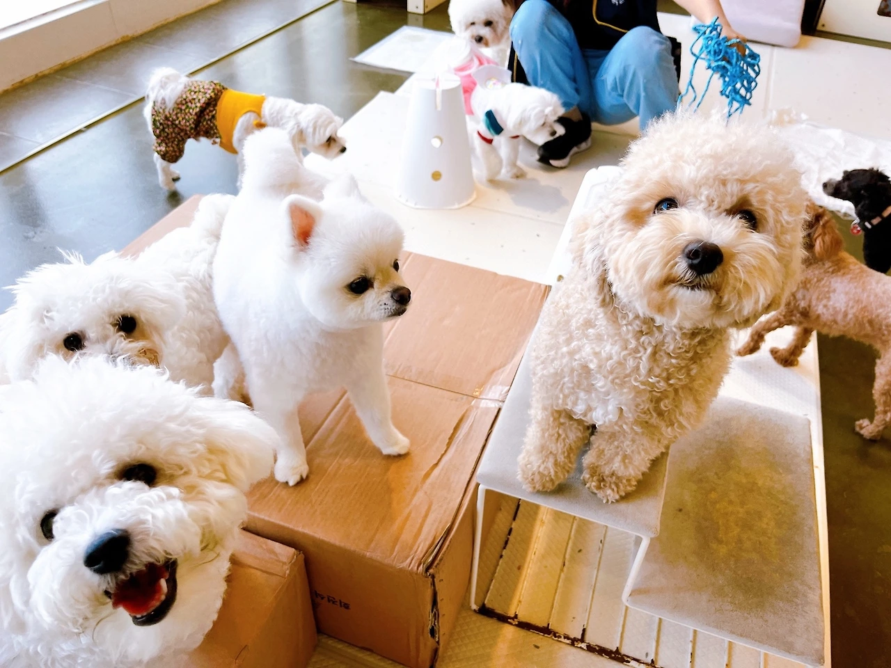 애견호텔링 강아지 준비물 전주애견호텔 고마워복실아2.jpeg