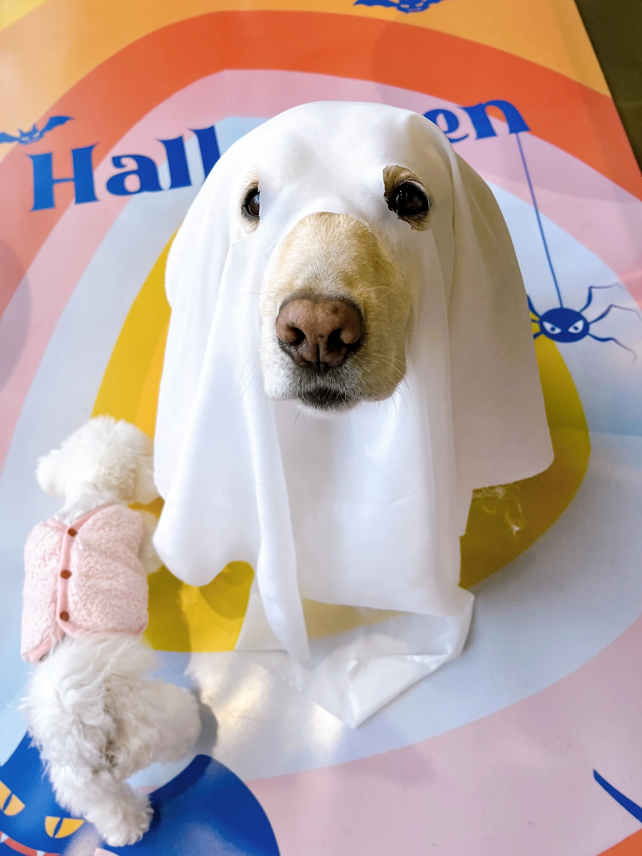 하네스 가져오면 도망다니는 강아지 산책 전주애견유치원 고마워복실아20220542.jpeg