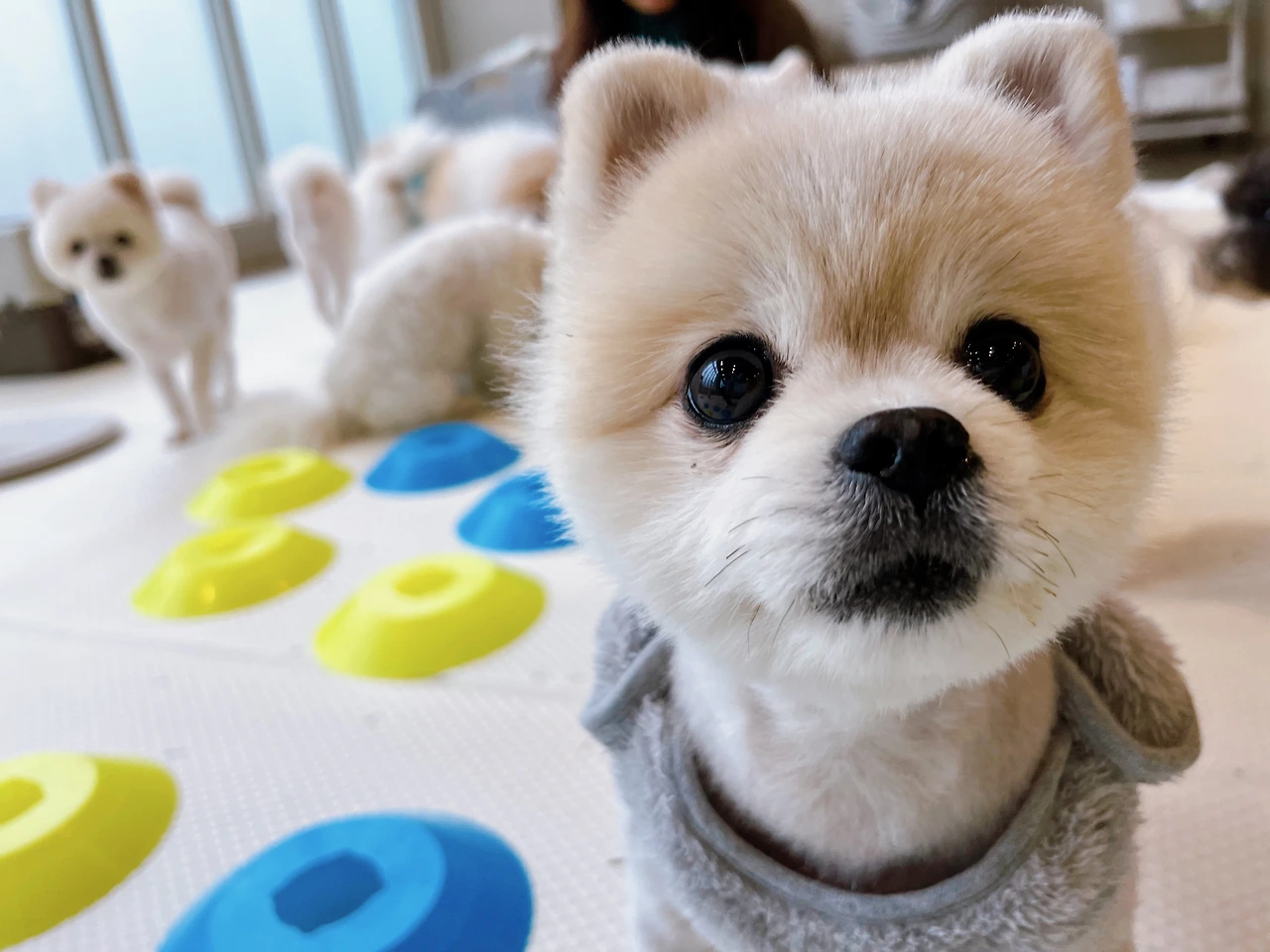 강아지 신뢰 속이면 안돼 양치기소년 전주애견호텔15.jpeg