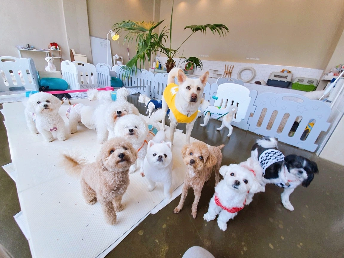 가족내 강아지 서열정리 고마워복실아 전주애견호텔 훈련 교육1.jpeg