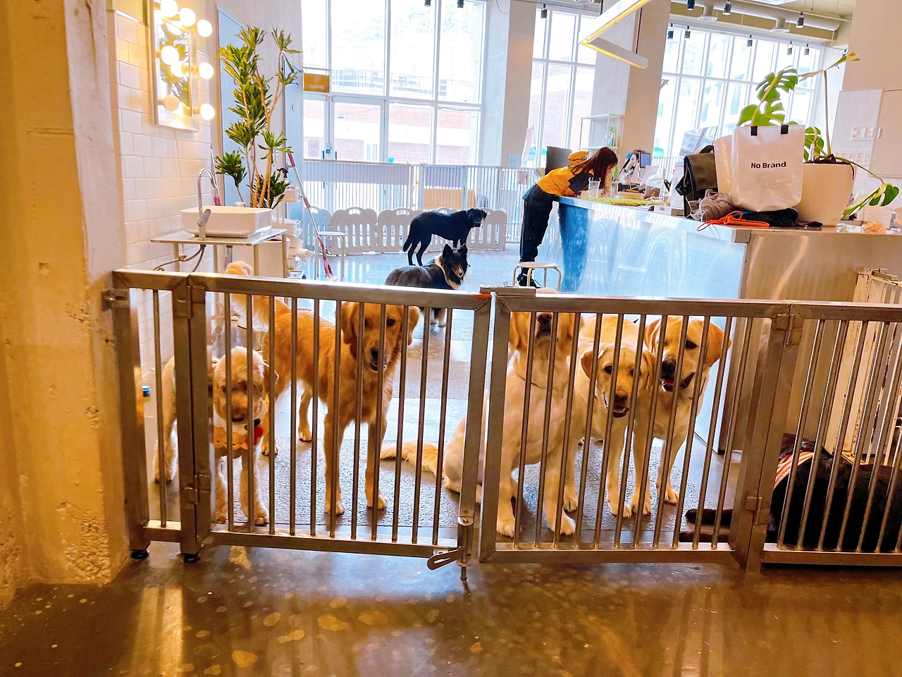 강아지 켄넬 교육 훈련 전주 송천동 애견호텔29.jpeg