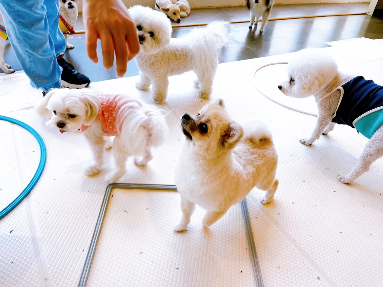 강아지 마킹 이유 중성화 교육 훈련 변마킹 전주애견유치원 고마워복실아20220504.jpeg