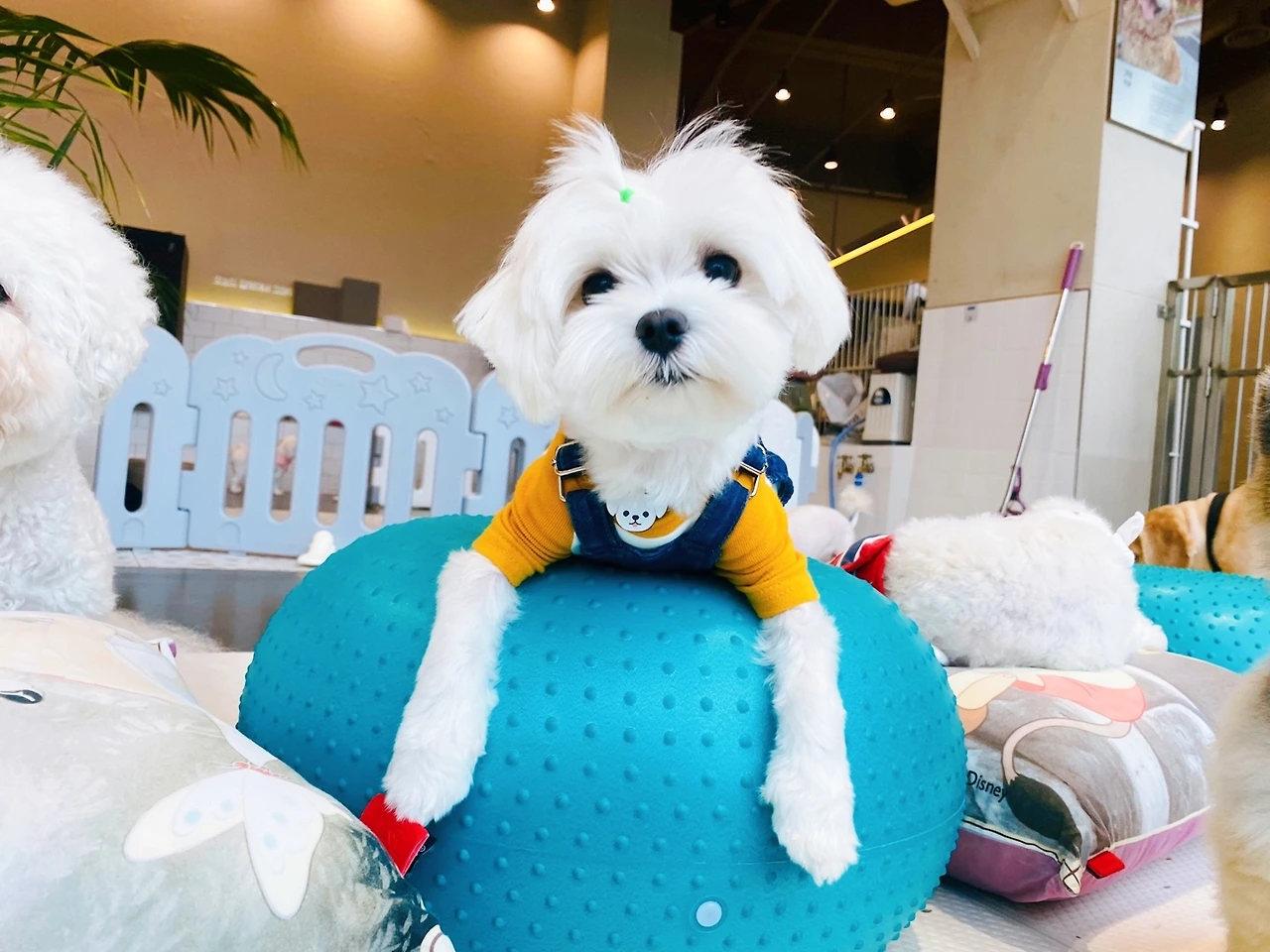 강아지 한달 월 비용 브랜드 사료 전주강아지유치원 호텔 고마워복실아16.jpeg