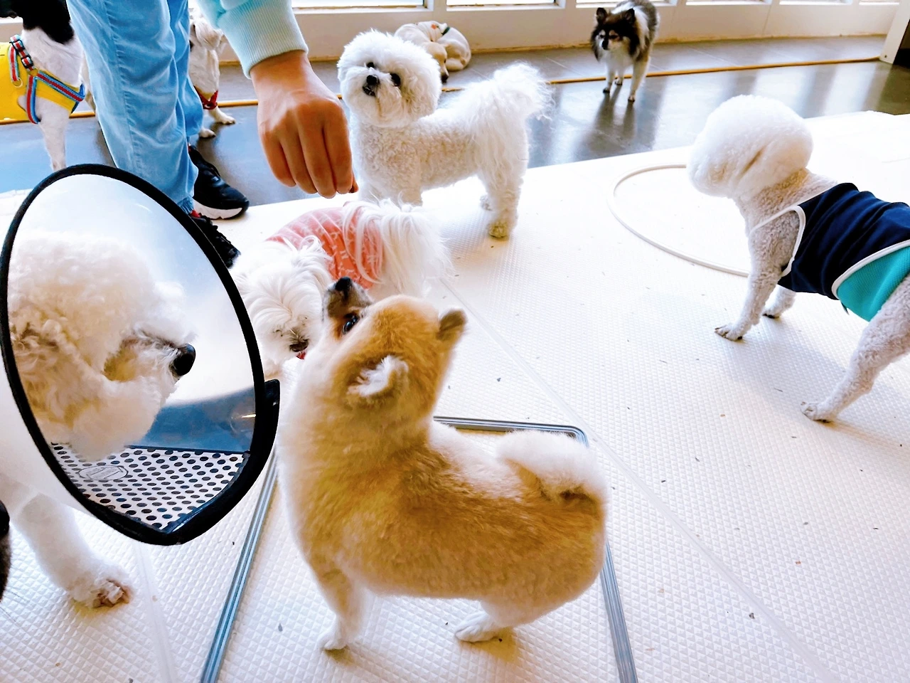 강아지 마킹 이유 중성화 교육 훈련 변마킹 전주애견유치원 고마워복실아20220505.jpeg