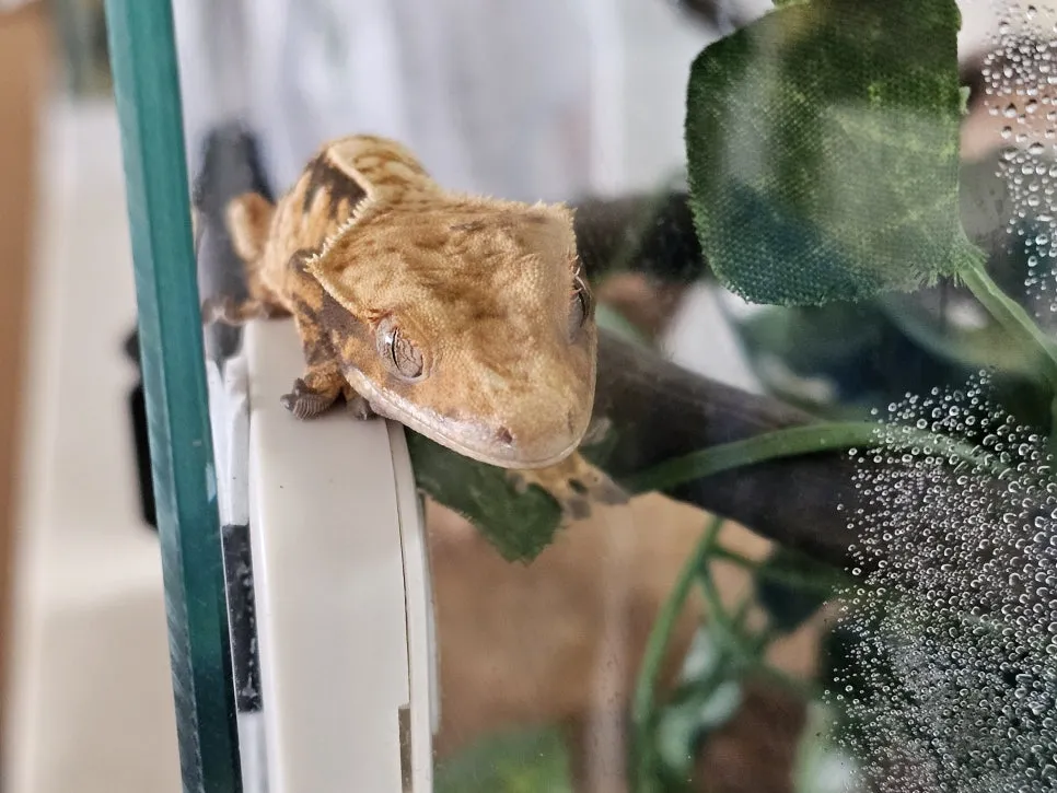 20250706_164858.jpg?type=w966