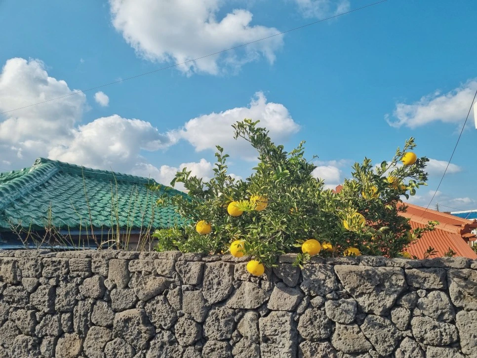 KakaoTalk_20221212_164552404.jpg?type=w966