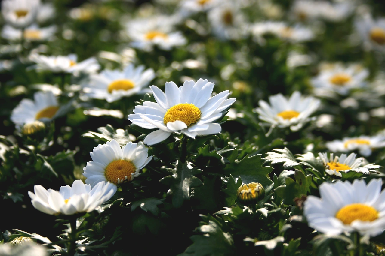 마아가렛 (1).JPG