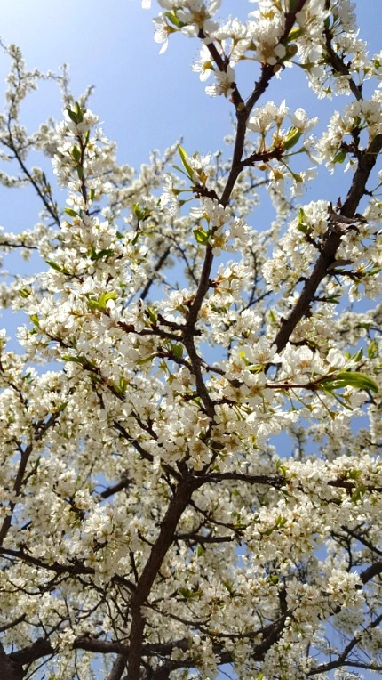 99E4AF4F5CC58AD132A1D4