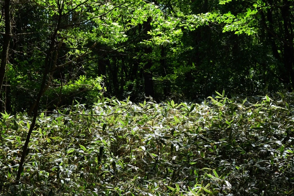 %EA%B3%A8%EB%A8%B8%EB%A6%AC%EC%98%A4%EB%A6%84_%EC%84%9D%EA%B5%B4%EC%95%94_%EC%A1%B0%EB%A6%BF%EB%8C%80.JPG?type=w966