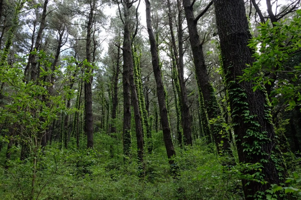 %EB%85%B8%EB%A3%A8%EC%86%90%EC%9D%B4_%EC%82%BC%EB%82%98%EB%AC%B4_%EC%88%B2%EA%B8%B8_2.JPG?type=w966