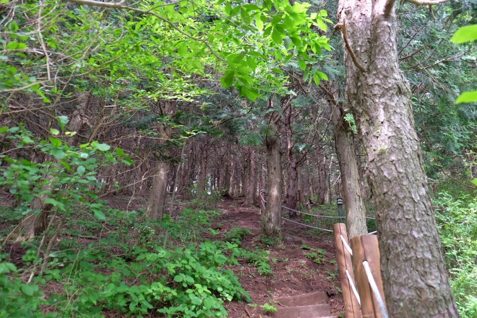 %EC%84%B8%EB%AF%B8%EC%96%91_%EC%98%A4%EB%A6%84_%EC%A0%95%EC%83%81%EA%B0%80%EB%8A%94%EA%B8%B8_%EC%98%A4%EB%A5%B4%EB%A7%89_2.JPG?type=w966