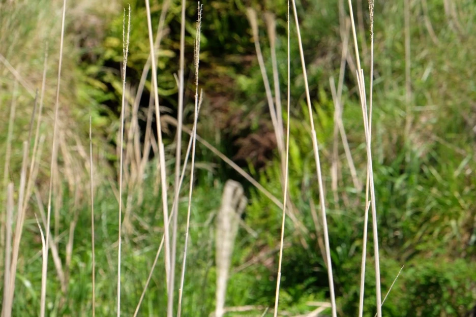 03888BEB-81B5-4166-A9CD-7CE4373F2542-13156-000002359DA2B4FA.JPG?type=w1