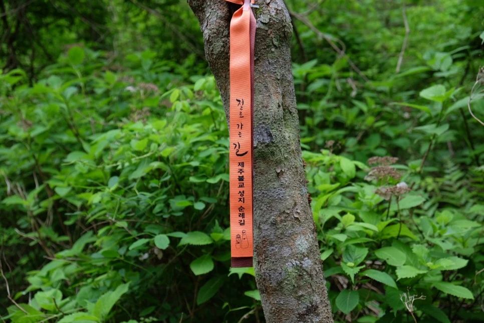 %EC%84%B8%EB%AF%B8%EC%96%91_%EC%98%A4%EB%A6%84_%EC%A0%88%EB%A1%9C%EA%B0%80%EB%8A%90%EA%B8%B8_%EB%A6%AC%EB%B3%B8_1.JPG?type=w966