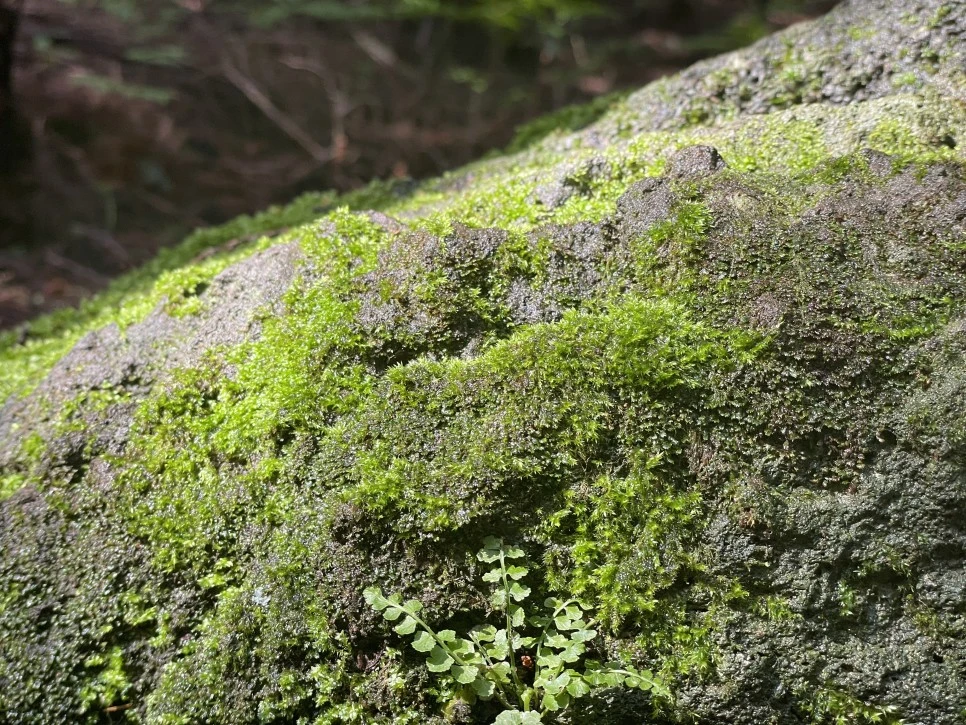 %EB%85%B8%EB%A3%A8%EC%86%90%EC%9D%B4_%EC%9D%B4%EB%81%BC%EB%8F%8C.2.jpg?type=w966