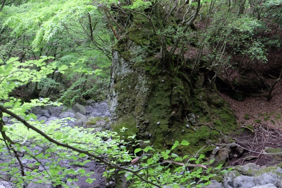 %EC%84%B8%EB%AF%B8%EC%96%91_%EC%98%A4%EB%A6%84_%EC%8B%A0%EB%A0%B9%EB%B0%94%EC%9C%84_1.JPG?type=w966