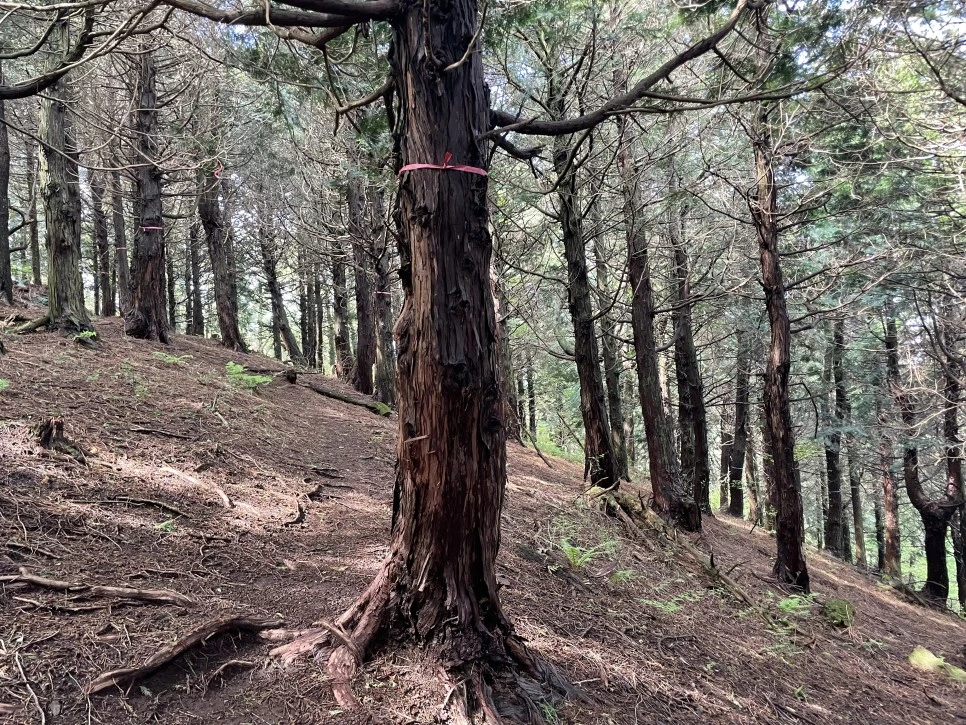 %EB%85%B8%EB%A3%A8%EC%86%90%EC%9D%B4_%EC%9E%83%EC%96%B4%EB%B2%84%EB%A6%B0_%EA%B8%B84.jpg?type=w966