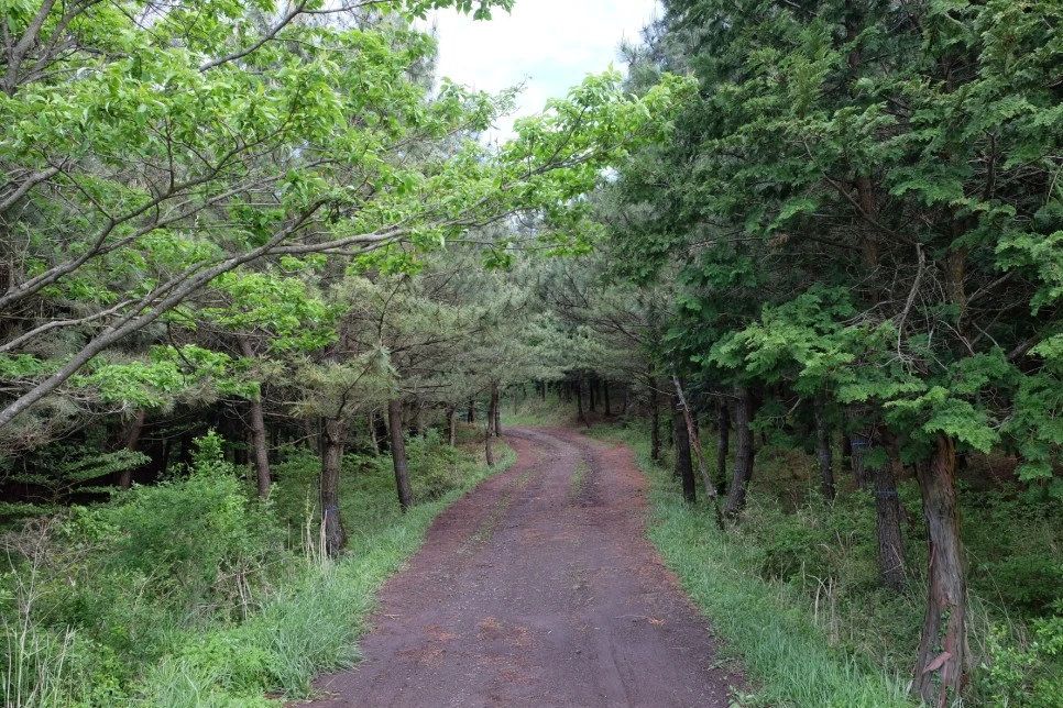 %EB%85%B8%EB%A3%A8%EC%86%90%EC%9D%B4_%EC%88%B2%EA%B8%B81.JPG?type=w966