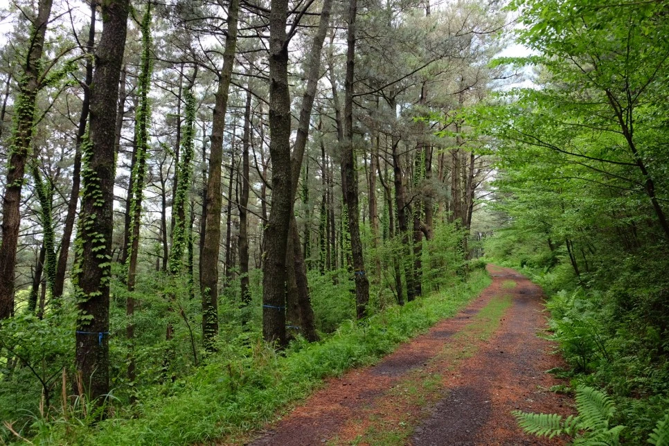 %EB%85%B8%EB%A3%A8%EC%86%90%EC%9D%B4_%EC%88%B2%EA%B8%B8.JPG?type=w966