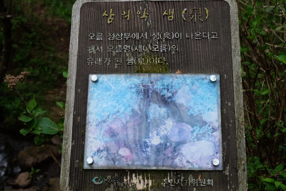 %EC%84%B8%EB%AF%B8%EC%96%91_%EC%98%A4%EB%A6%84_%EC%82%BC%EC%9D%98%EC%95%85_%EC%83%98_%EC%9D%B4%EC%A0%95%ED%91%9C.JPG?type=w966