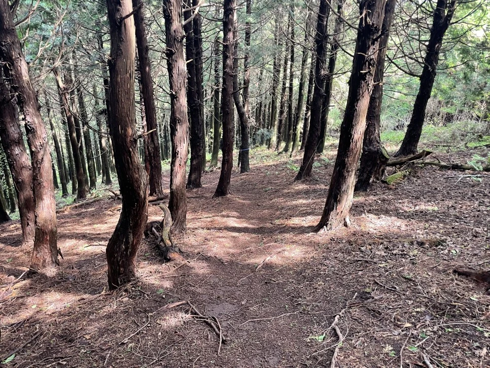 %EB%85%B8%EB%A3%A8%EC%86%90%EC%9D%B4_%EC%9E%83%EC%96%B4%EB%B2%84%EB%A6%B0_%EA%B8%B83.jpg?type=w966