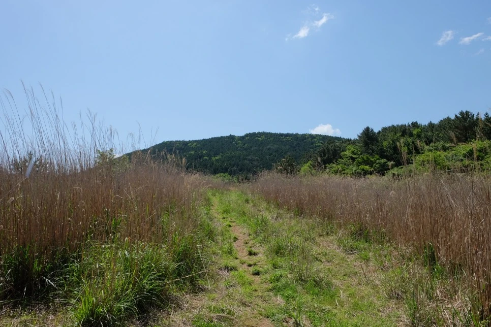 %EB%B0%A9%EC%84%A0%EB%AC%B8%EA%B3%84%EA%B3%A1_%EC%97%B4%EC%95%88%EC%A7%80_%EC%98%A4%EB%A6%84_%EA%B0%80%EB%8A%94%EA%B8%B8_15.JPG?type=w966