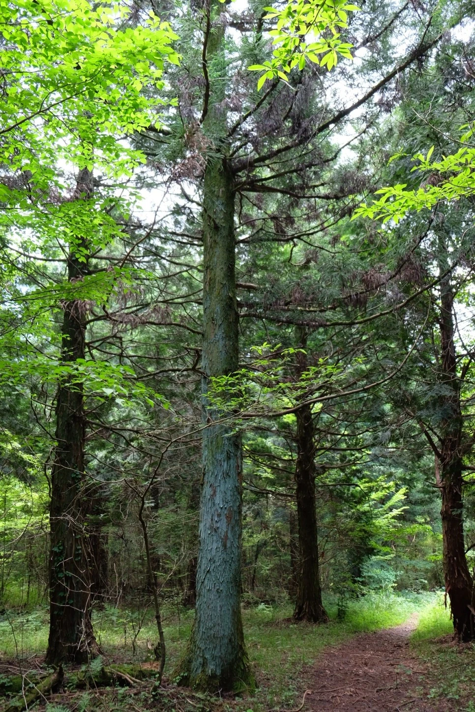 %EB%B0%A9%EC%84%A0%EB%AC%B8%EA%B3%84%EA%B3%A1_%EC%97%B4%EC%95%88%EC%A7%80_%EC%98%A4%EB%A6%84_%EC%A0%95%EC%83%81_%EA%B0%80%EB%8A%94%EA%B8%B8_7.JPG?type=w966