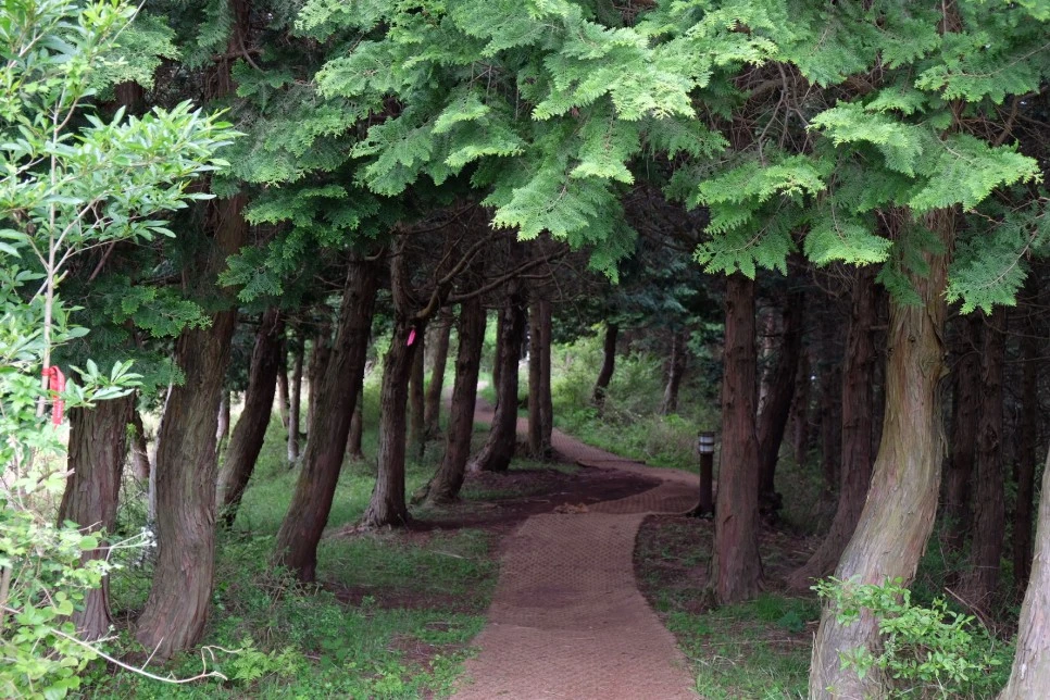 %EC%84%B8%EB%AF%B8%EC%96%91_%EC%98%A4%EB%A6%84_%EA%B3%A0%EC%82%AC%EB%A6%AC_%ED%8F%89%EC%9B%90_%EA%B0%80%EB%8A%94_%EA%B8%B8.JPG?type=w966