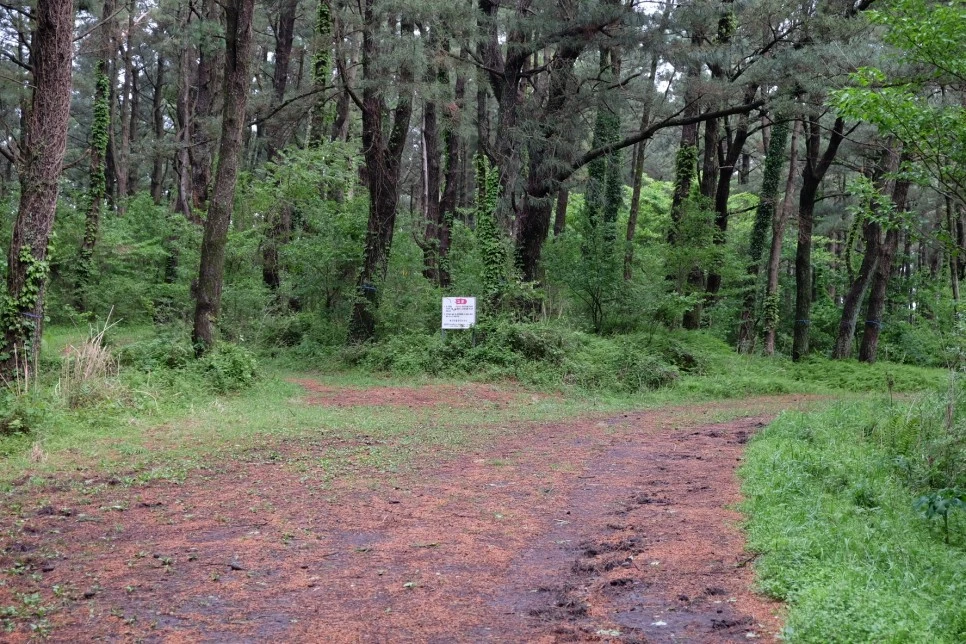 %EB%85%B8%EB%A3%A8%EC%86%90%EC%9D%B4_%EC%88%B2%EA%B8%B83.JPG?type=w966