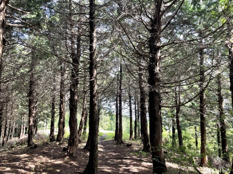 %EB%85%B8%EB%A3%A8%EC%86%90%EC%9D%B4_%EC%82%BC%EB%82%98%EB%AC%B4%EC%88%B21.jpg?type=w966