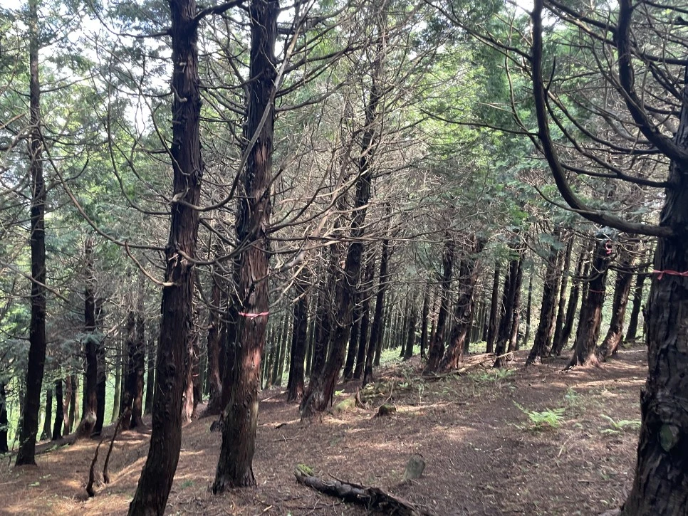 %EB%85%B8%EB%A3%A8%EC%86%90%EC%9D%B4_%EC%9E%83%EC%96%B4%EB%B2%84%EB%A6%B0_%EA%B8%B81.jpg?type=w966