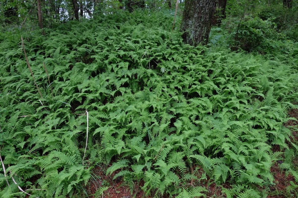 %EB%85%B8%EB%A3%A8%EC%86%90%EC%9D%B4_%EA%B3%A0%EC%82%AC%EB%A6%AC1.JPG?type=w966