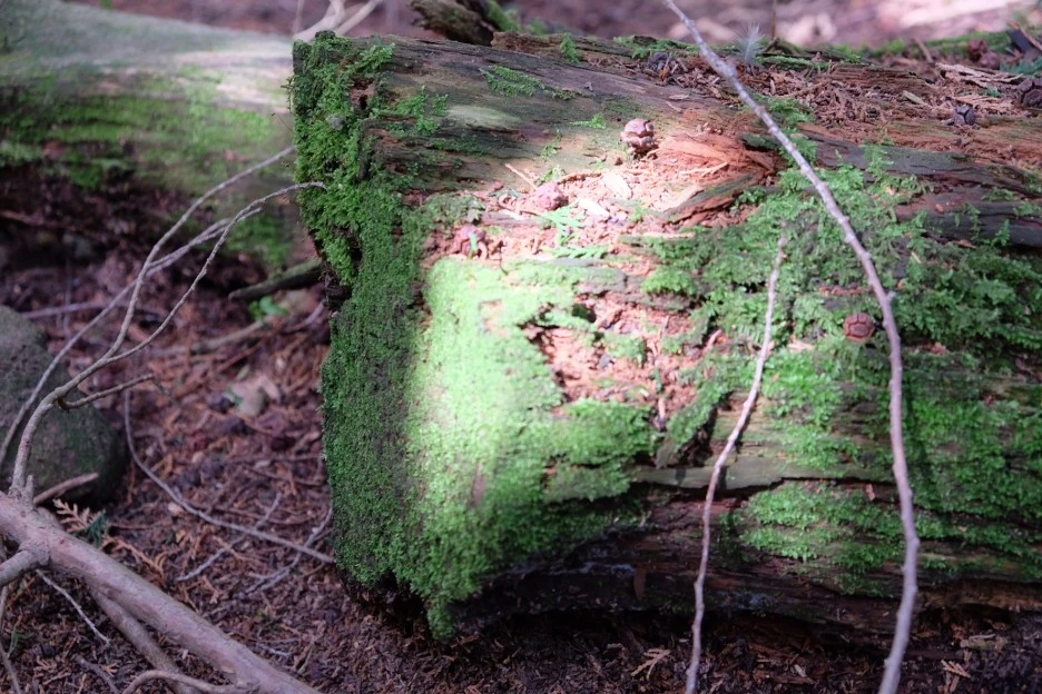 8384D1FA-E662-4B8E-8A0C-2A8719FC5351-727-000021F0E9D13F95.JPG?type=w1