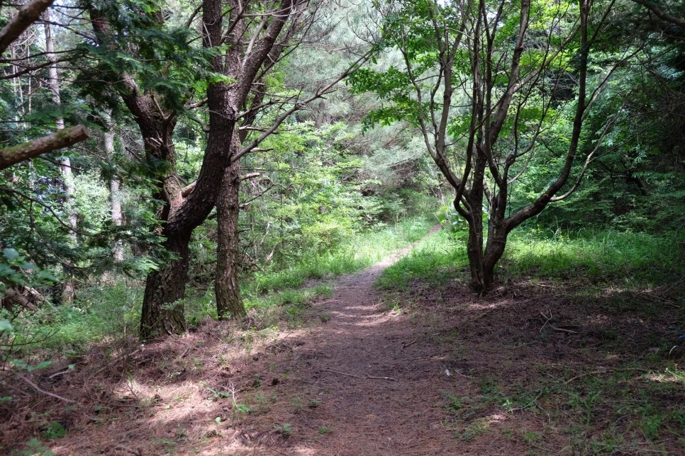 %EB%B0%A9%EC%84%A0%EB%AC%B8%EA%B3%84%EA%B3%A1_%EC%97%B4%EC%95%88%EC%A7%80_%EC%98%A4%EB%A6%84_%EC%A0%95%EC%83%81_%EA%B0%80%EB%8A%94%EA%B8%B8_12.JPG?type=w966