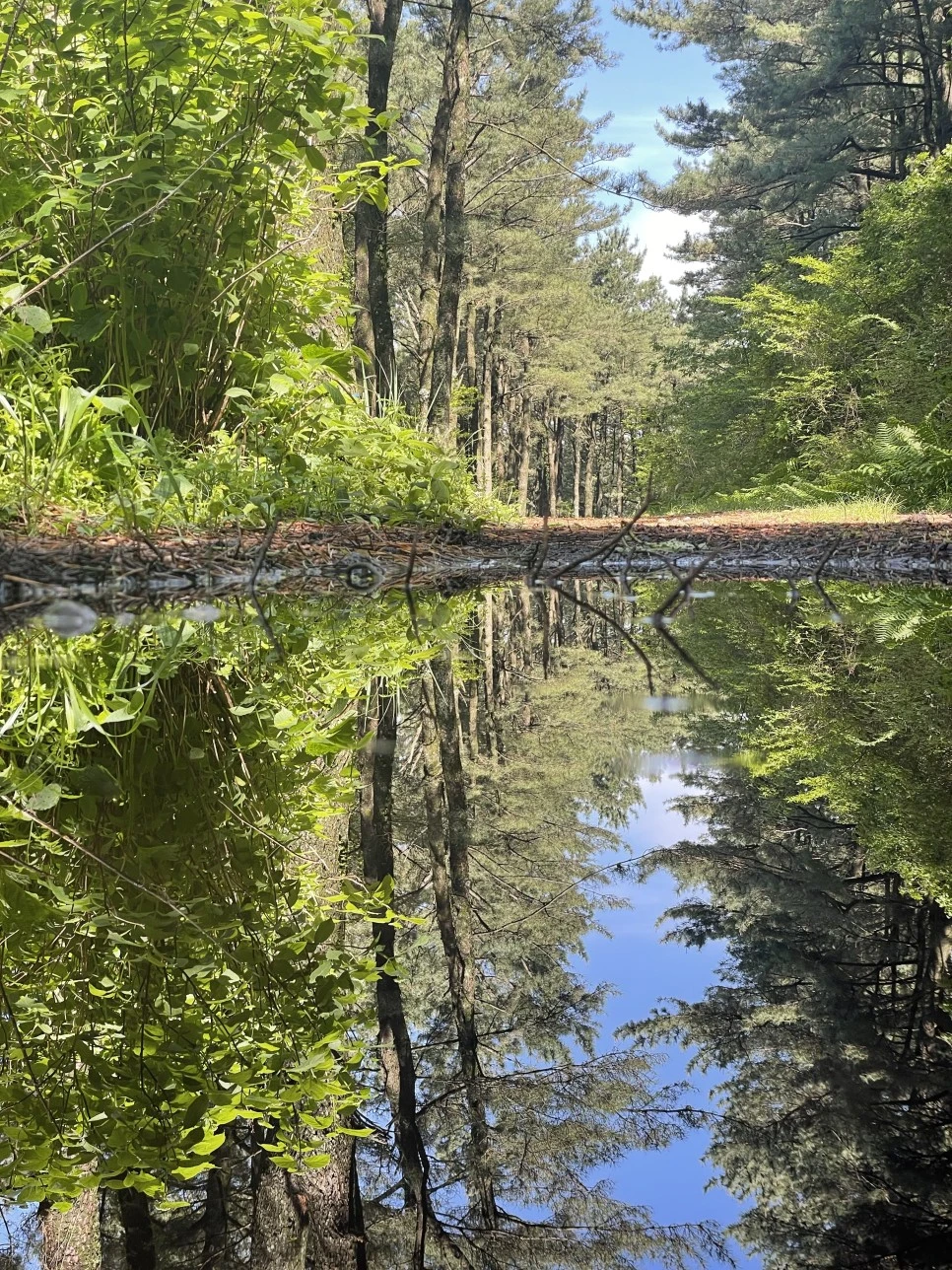 %EB%85%B8%EB%A3%A8%EC%86%90%EC%9D%B4_%EB%AC%BC_%EB%B0%98%EC%82%AC%EC%82%AC%EC%A7%841.jpg?type=w966