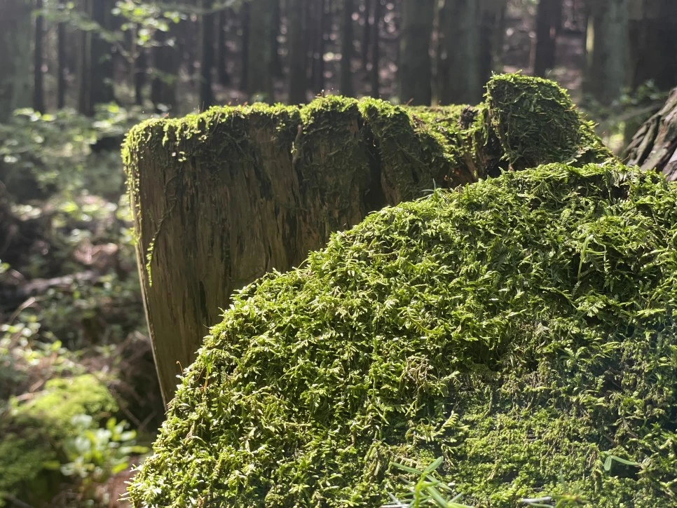 %EB%85%B8%EB%A3%A8%EC%86%90%EC%9D%B4_%EC%9D%B4%EB%81%BC%EB%8F%8C.jpg?type=w966