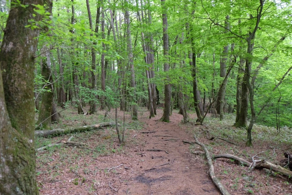 %EC%84%B8%EB%AF%B8%EC%96%91_%EC%98%A4%EB%A6%84_%EA%B4%80%EC%9D%8C%EC%82%AC_%EA%B0%80%EB%8A%94%EA%B8%B8_3.JPG?type=w966