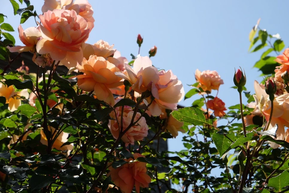 %EB%B0%A9%EC%84%A0%EB%AC%B8%EA%B3%84%EA%B3%A1_%EC%97%B4%EC%95%88%EC%A7%80_%EC%98%A4%EB%A6%84_%EA%B0%80%EB%8A%94%EA%B8%B8_9-1.JPG?type=w966