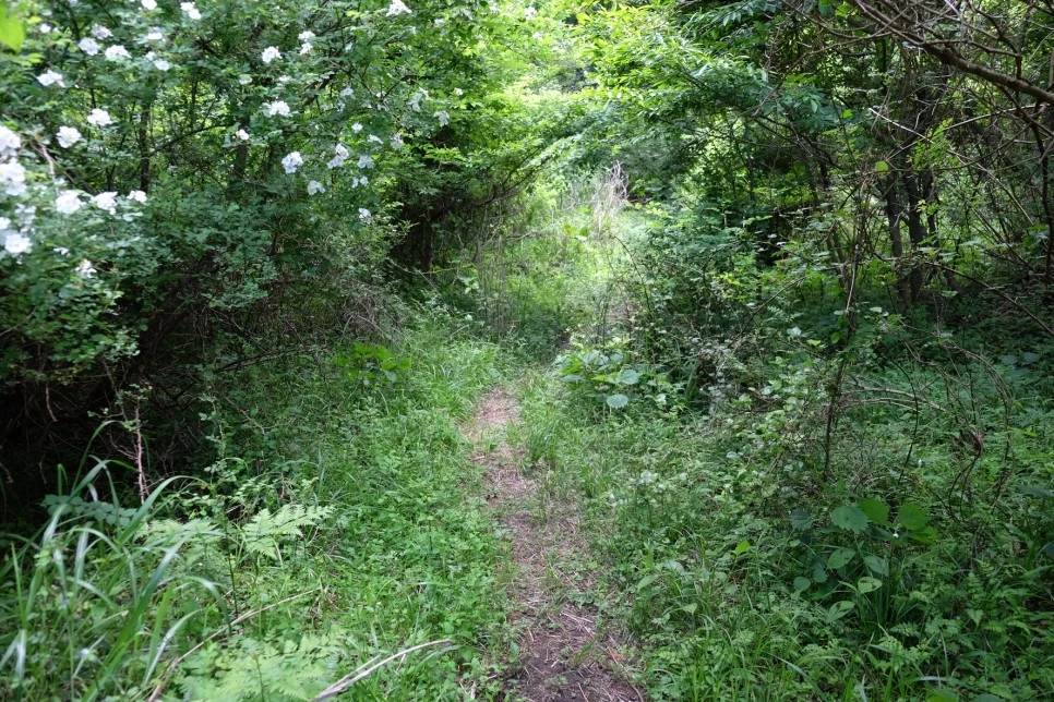 %EB%B0%A9%EC%84%A0%EB%AC%B8%EA%B3%84%EA%B3%A1_%EC%97%B4%EC%95%88%EC%A7%80_%EC%98%A4%EB%A6%84_%EC%A0%95%EC%83%81_%EA%B0%80%EB%8A%94%EA%B8%B8_4.JPG?type=w966