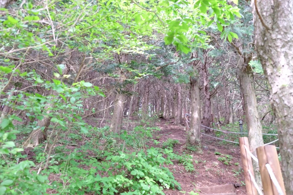 %EC%84%B8%EB%AF%B8%EC%96%91_%EC%98%A4%EB%A6%84_%EC%A0%95%EC%83%81_%EC%98%A4%EB%A5%B4%EB%A7%89_2.JPG?type=w966