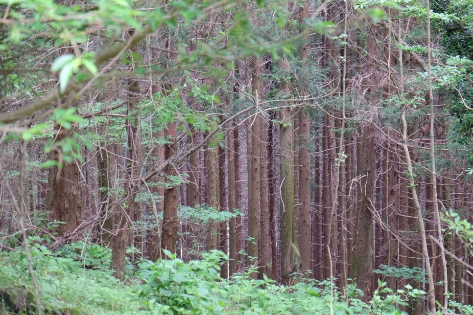 %EC%84%B8%EB%AF%B8%EC%96%91_%EC%98%A4%EB%A6%84_%EC%88%B2%EA%B8%B8_1.JPG?type=w966