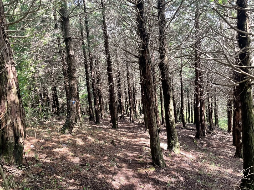 %EB%85%B8%EB%A3%A8%EC%86%90%EC%9D%B4_%EC%82%BC%EB%82%98%EB%AC%B4%EC%88%B2.jpg?type=w966