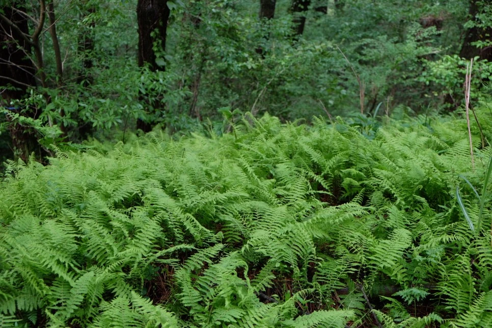 %EB%85%B8%EB%A3%A8%EC%86%90%EC%9D%B4_%EA%B3%A0%EC%82%AC%EB%A6%AC.JPG?type=w966